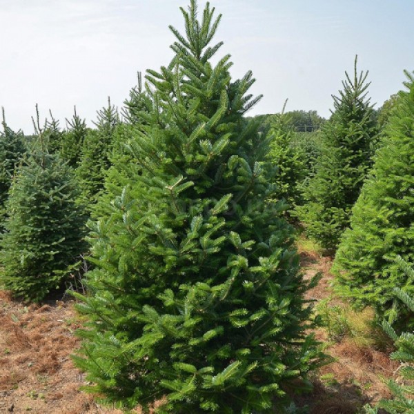 Пихта бальзамическая (Abies balsamea) высота 240см.  С25