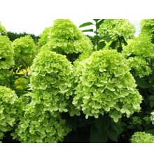 Гортензия метельчатая Limelight (Hydrangea paniculata) С7,5 Гортензия метельчатая Limelight (Hydrangea paniculata) С7,5