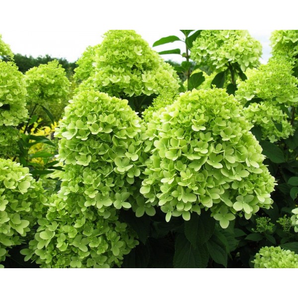 Гортензия метельчатая Limelight (Hydrangea paniculata) С7,5