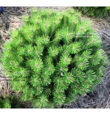 Сосна черная Брепо (Pinus nigra Brepo) С5