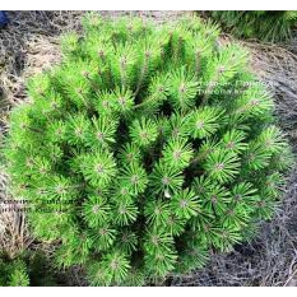 Сосна черная Брепо (Pinus nigra Brepo) С5