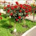 Роза на штамбе в ассортименте