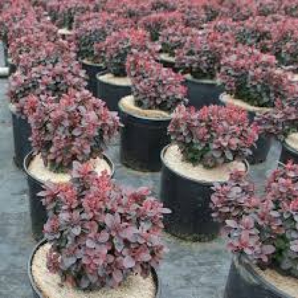 Барбарис Тунберга "Конкорд" (Concorde) C3