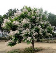 Катальпа бигнониевидная (Catalpa bignonioides ) С5