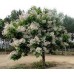 Катальпа бигнониевидная (Catalpa bignonioides ) С5