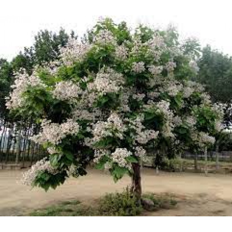 Катальпа бигнониевидная (Catalpa bignonioides ) С5