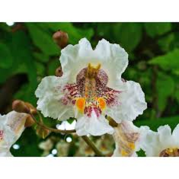 Катальпа бигнониевидная (Catalpa bignonioides ) С5