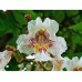 Катальпа бигнониевидная (Catalpa bignonioides ) С5