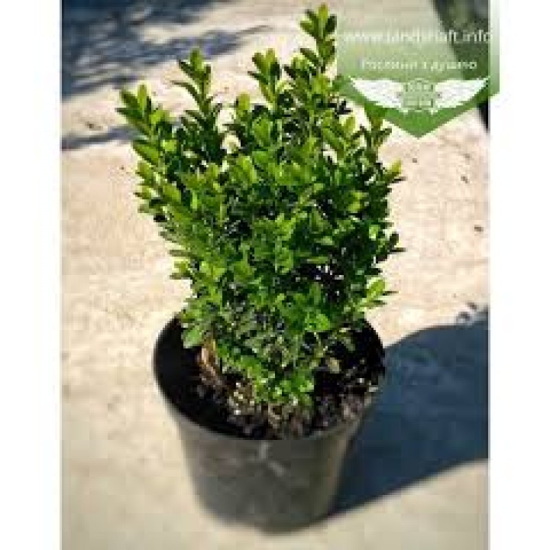 Самшит вечнозеленый (Buxus sempervirens) C2