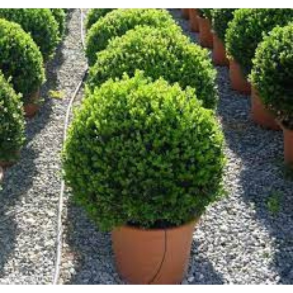 Самшит вечнозеленый (Buxus sempervirens) C2