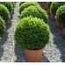 Самшит вечнозеленый (Buxus sempervirens) C2