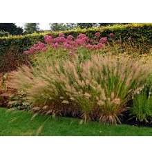 Вейник коротковолосистый (Calamagrostis brachytricha) P9