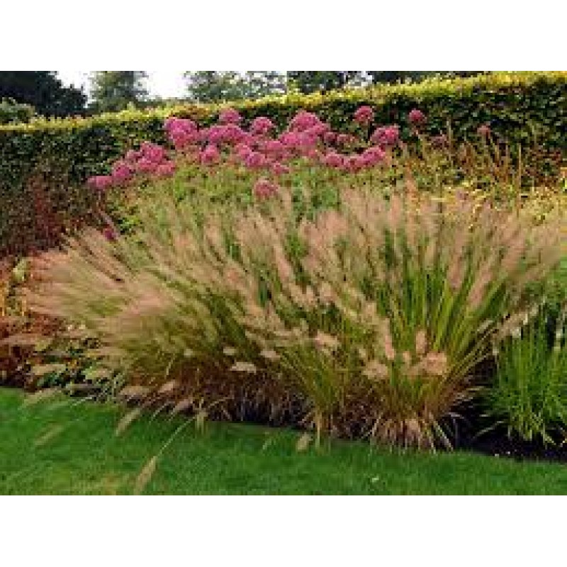 Вейник коротковолосистый (Calamagrostis brachytricha) P9