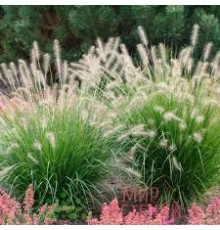 Пеннисетум лисохвостый (Pennisetum alopecuroides) C1.5