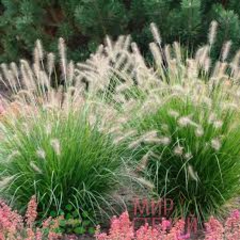 Пеннисетум лисохвостый (Pennisetum alopecuroides) C1.5
