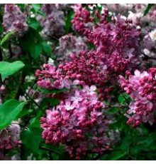 Сирень обыкновенная Маршал Фош (Syringa vulgaris Marechal Foch) С3