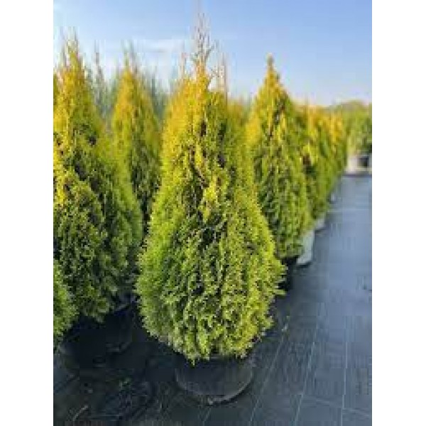Туя западная Голден Смарагд (Thuja occidentalis Golden Smaragd) С10