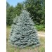 Ель голубая Kaibab (Picea pungens) С15