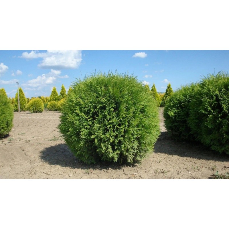 Туя западная Woodwardi (Thuja occidentalis) C10 Туя западная Woodwardi (Thuja occidentalis) C10