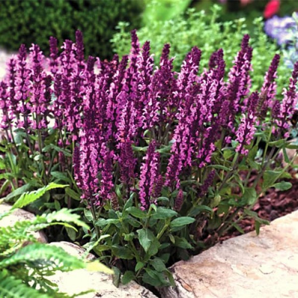 Шалфей дубравный Merlo Rose Compact C2