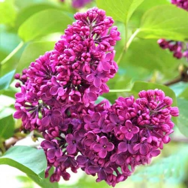 Сирень обыкновенная  'Чарльз Джоли ' С3