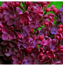 Сирень обыкновенная 'Знамя Ленина' (Syringa vgaris 'Znamya Lenina') С3