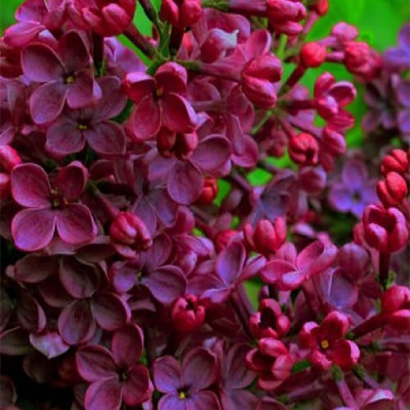 Сирень обыкновенная 'Знамя Ленина' (Syringa vgaris 'Znamya Lenina') С3 Сирень обыкновенная 'Знамя Ленина' (Syringa vgaris 'Znamya Lenina') С3