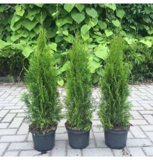 Туя западная Smaragd (Thuja occidentalis) 80-100 см. 