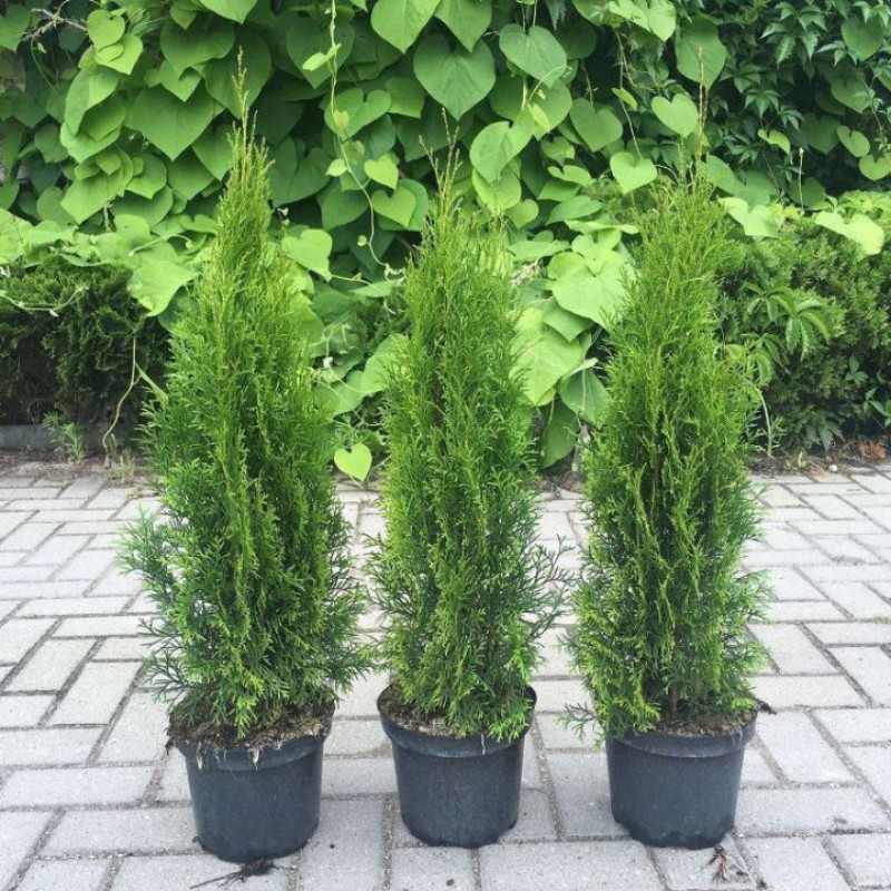 Туя западная Smaragd (Thuja occidentalis) высота 70-90 см.  Туя западная Smaragd (Thuja occidentalis) высота 70-90 см.