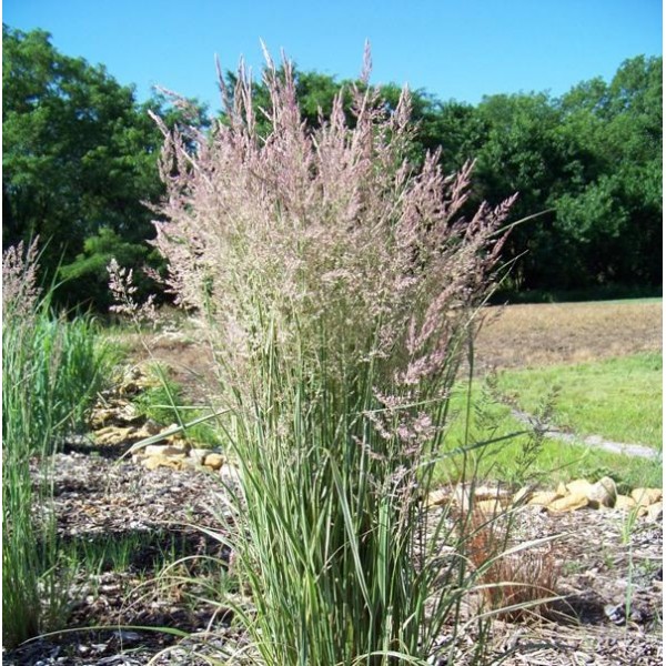 Вейник остроцветковый Овердам C3