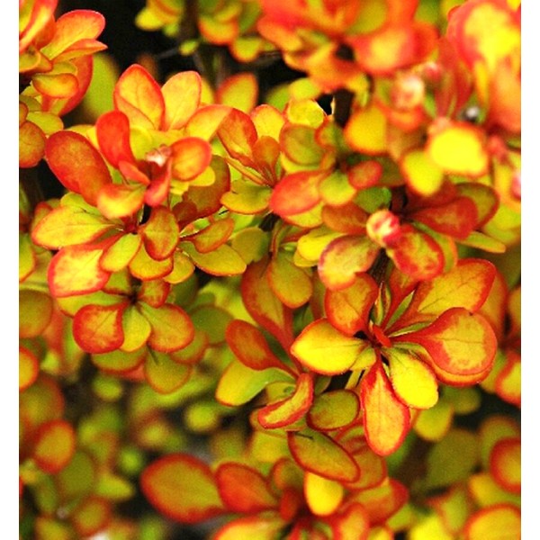 Барбарис Лимончело (Berberis Thunbergii Limoncello) P11