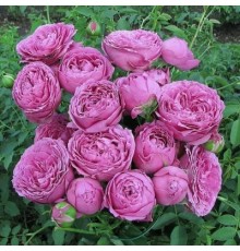 Роза Мисти Баблс (Misty Bubbles)  C2