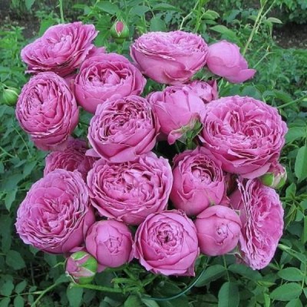 Роза Мисти Баблс (Misty Bubbles)  C2