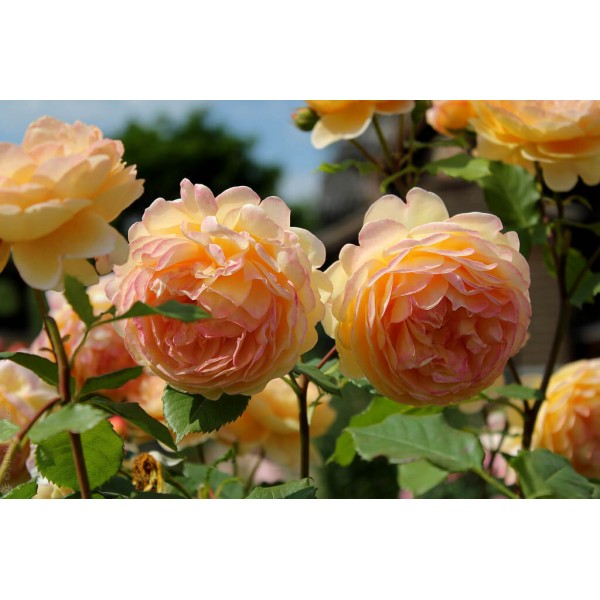 Роза Голден Селебрейшн (Golden Celebration), C2