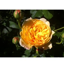 Роза Голден Селебрейшн (Golden Celebration), C2