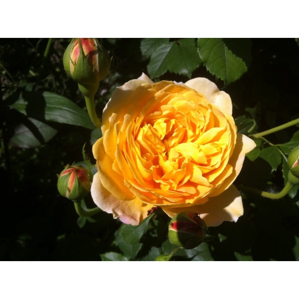 Роза Голден Селебрейшн (Golden Celebration), C2