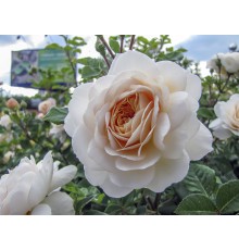 Роза Крокус Роуз (Crocus Rose), C2