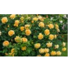 Роза Беатрис (Beatrice), C2