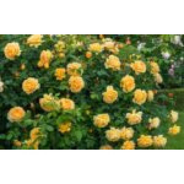 Роза Беатрис (Beatrice), C2