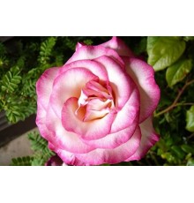 Роза Хендель (Rose Handel) С2