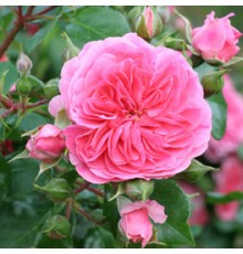 Роза Пинк Свани (Pink Swany) С2