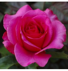 Роза Венроза (Rose Venrosa) С2