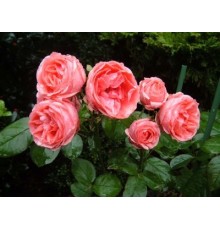 Роза флорибунда Кимоно (Kimono) C2