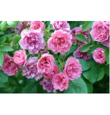 Роза Морщинистая Ругоза (Rosa Rugosa)  C5