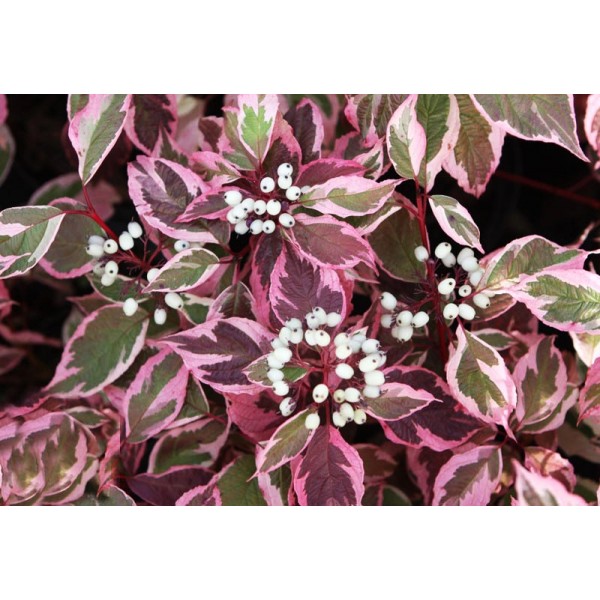 Дерен белый "Сибирика Вариегата" C2