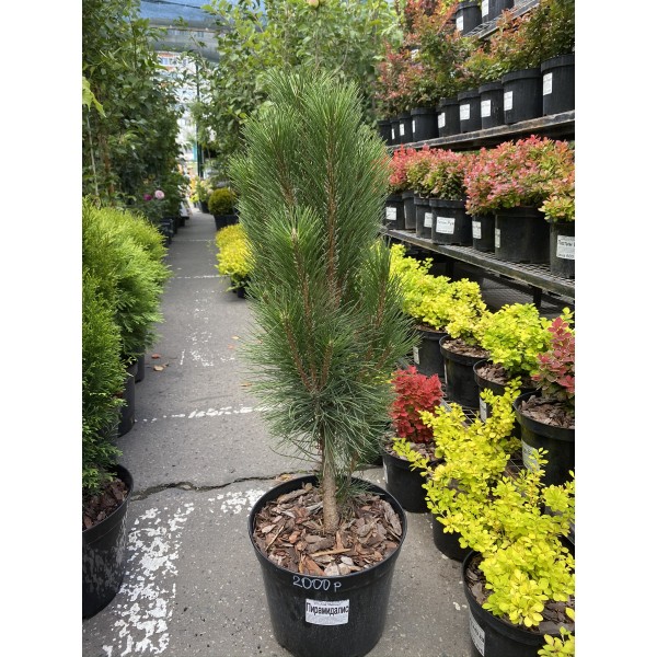 Сосна черная Пирамидалис (Pinus nigra Pyramidalis)  С5