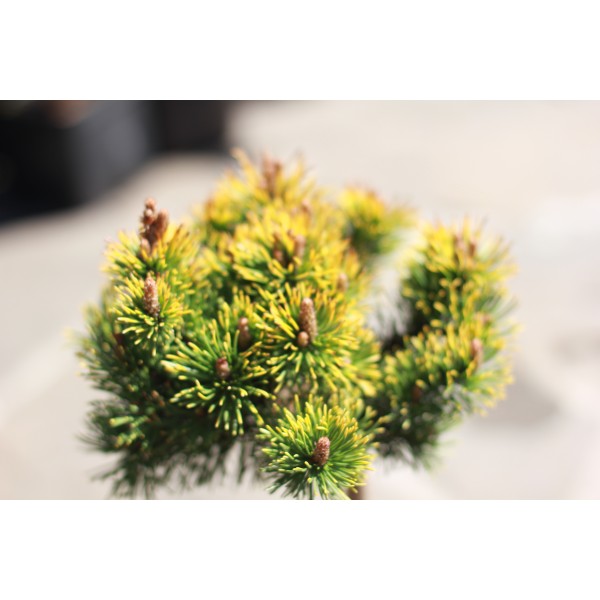 Сосна горная Лаархайд (Pinus mugo Laarheide) С5