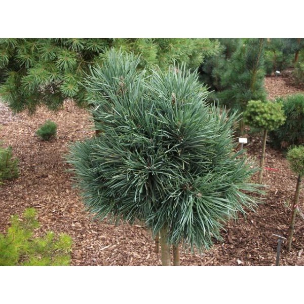 Сосна обыкновенная Bennett Compact на штамбе C3