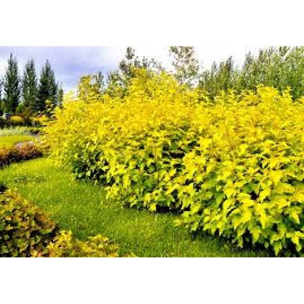 Пузыреплодник Дартс Голд (Dart’s Gold) C2