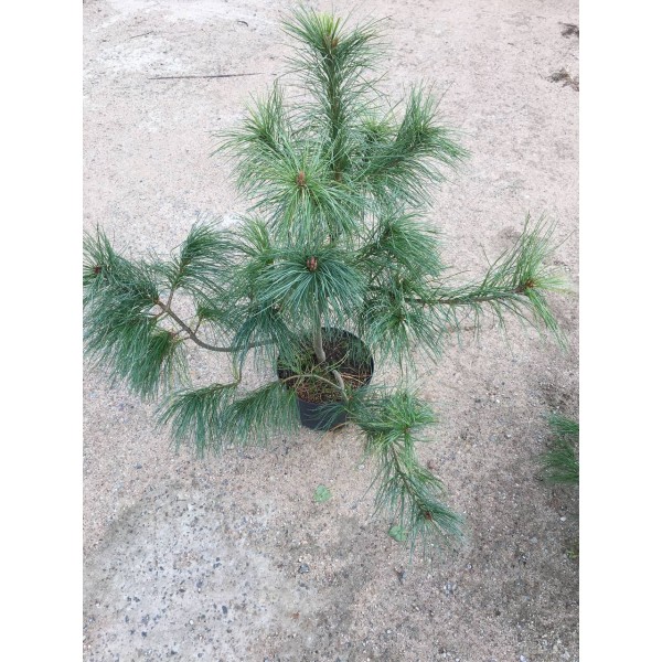 Сосна  Румелийская (Pinus peuce) С5